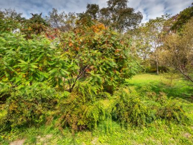 Parlak güneşli bir günde Sonbahar renkli ağaçlar