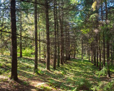 Çam ağaçlarının ince gövdeleri, ılık sonbahar gökyüzünden gelen güneş ışığı.