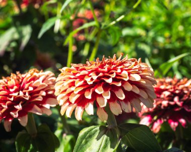 Güneşli bir günde Botanik bahçesinin çiçek tarhında kırmızı ve sarı zinyalar
