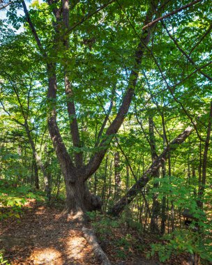 Ormanın kenarındaki yeşil ağaç güneş ışınlarında dallı bir gövde ile