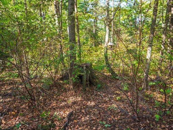 Forest picture with a tree with several trunks and a stump on a