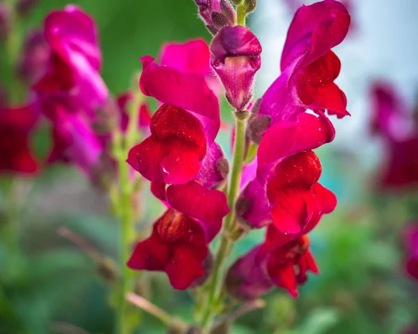 Cineraria nadmorskie zbliżenie na kwietniku ogrodu botanicznego kwitnie w ostatnich słonecznych dniach jesieni — Zdjęcie stockowe