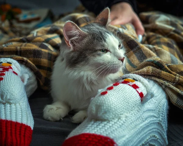 У ног девушки дремлет юный пушистый кот, покрытый теплым клетчатым пледом. — стоковое фото