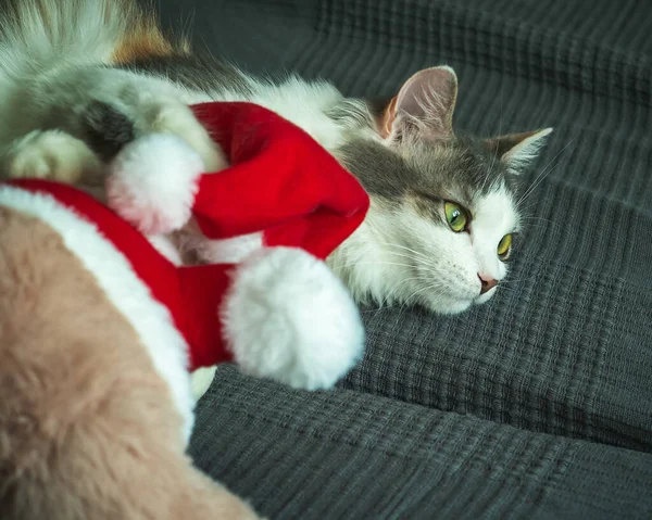 En ung katt ligger på soffan med en ljus leksak i tassarna, filmad — Stockfoto