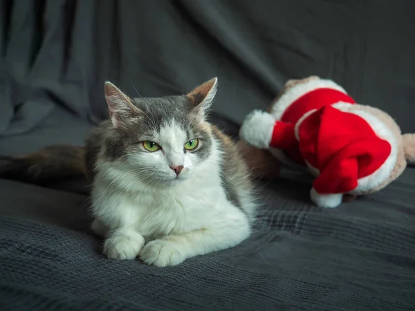 En vacker fluffig katt ligger på en soffa täckt med en grå bomullsfilt. I närheten finns en leksaksbjörn — Stockfoto