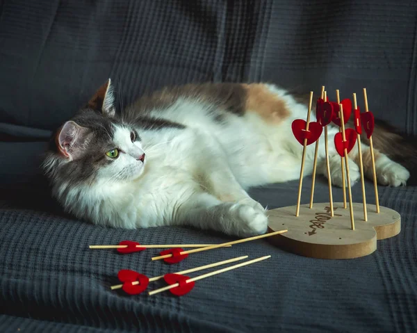 Sofaa nadýchaná kočka leží na pohovce v blízkosti dekorativní červené srdce — Stock fotografie