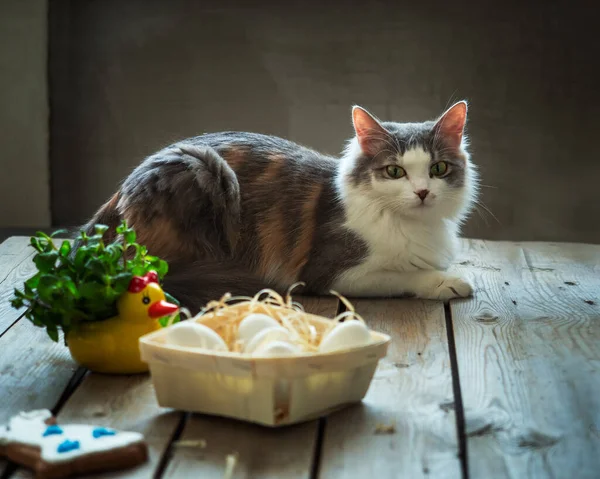 Portret młodego puszystego kota leżącego na stole obok koszyka jaj — Zdjęcie stockowe