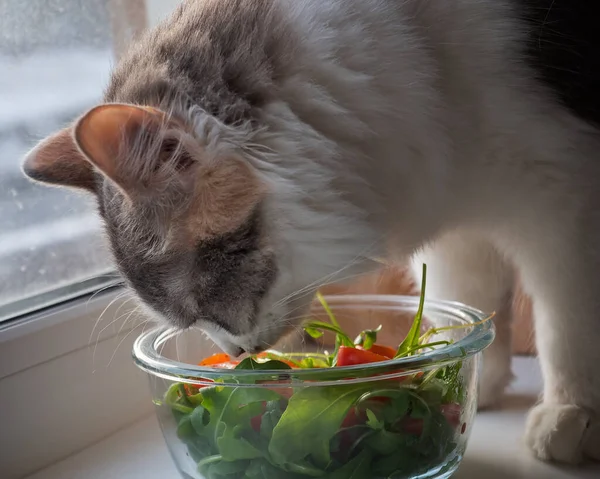 Genç pofuduk kedi domatesli salata ve cam salata kaseli roka tadıyor.