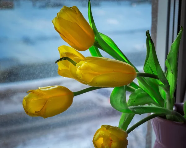 Des Tulipes Jaunes Sur Fond Fenêtre Hiver Prises Bout Portant — Photo