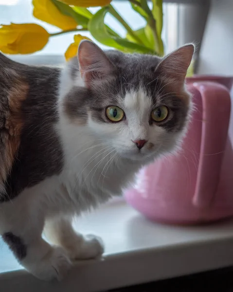 Porträtt Ung Fluffig Katt Med Gula Ögon Tittar Direkt Linsen — Stockfoto