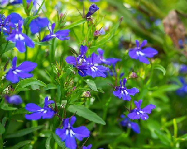 Fialové Malé Květy Záhonech Vesnické Zahrady Mezi Zelenými Listy Pořízené — Stock fotografie
