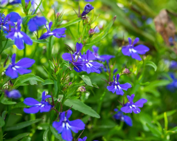 Flores Pequeñas Púrpuras Los Macizos Flores Del Jardín Del Pueblo —  Fotos de Stock