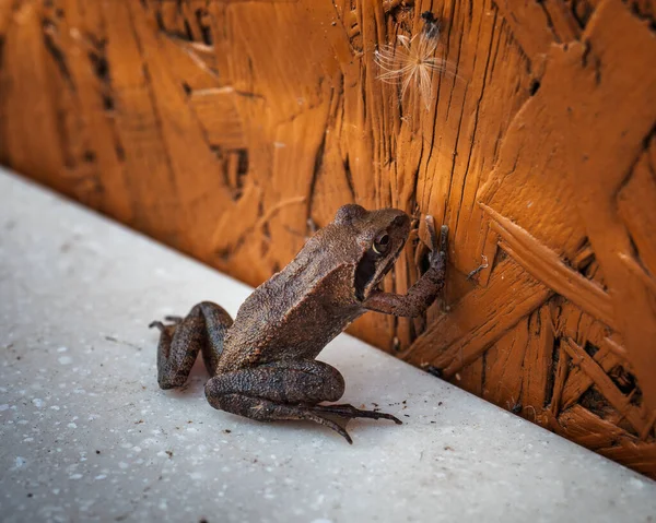 A brown frog sits on a path near a fence in a rural garden. Close up