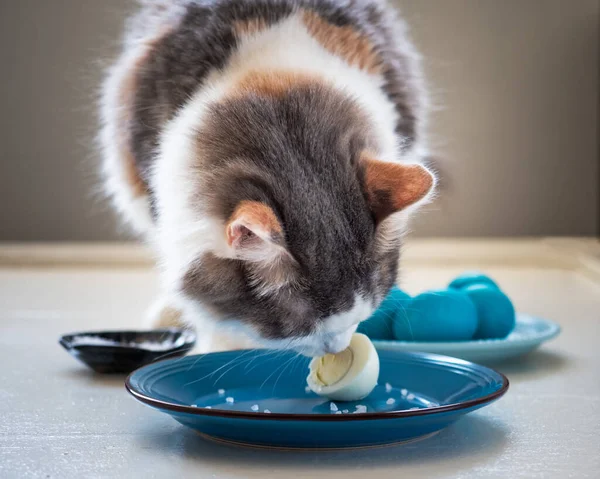 Puszysty Żółw Kot Próbuje Jajko Leżące Niebieskim Talerzu Białym Stole — Zdjęcie stockowe
