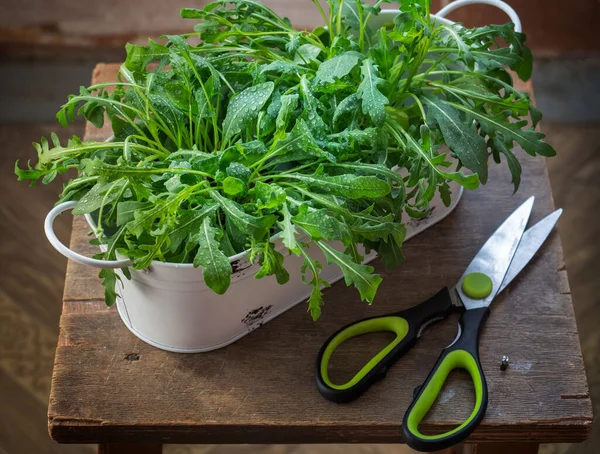 Eski bir taburede metal tencere, makas ve makas ile büyüyen Arugula