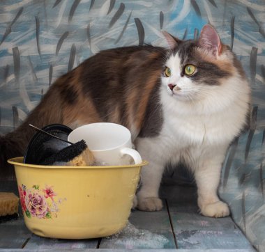 Yumuşak kedi masanın üzerine tırmandı. Masanın üzerinde kirli bulaşıklar ve süngerle dolu bir fincan var.