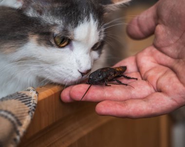 Çocuğun eli Madagaskar hamamböceği kedisini gösteriyor, pofuduk tortie kedisi yakından bir böceğe bakıyor.
