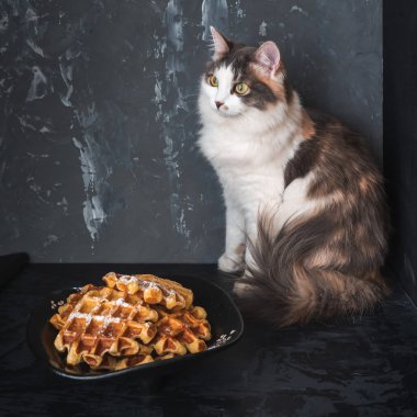 Portrait of a fluffy young four-color cat sitting on the kitchen table near a vase with waffles on a black table clipart
