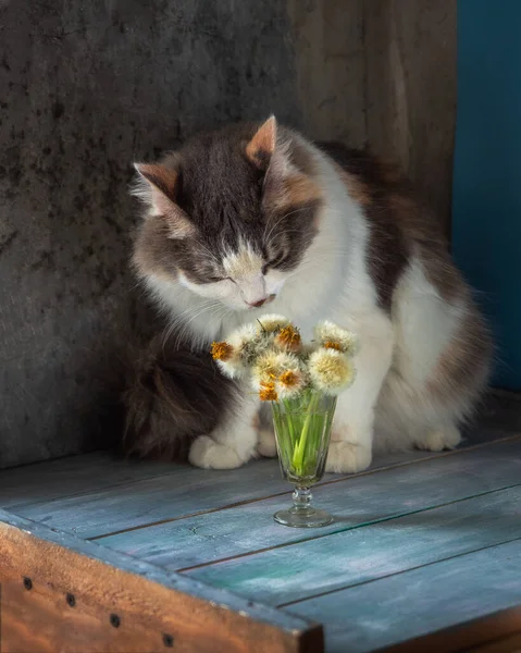 Flauschige Schildpatt Katze Schnüffelt Odivantsiki Mit Einem Kleinen Glas Wein — Stockfoto