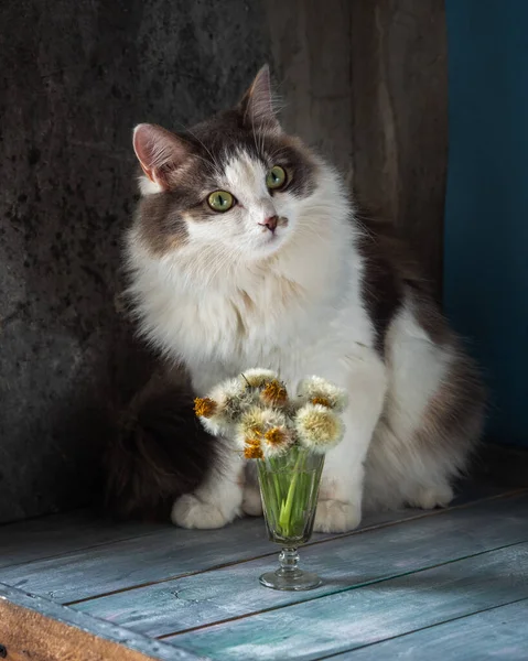 Portret Puszystego Kota Kot Siedzi Stole Pobliżu Małego Bukietu Puszystymi — Zdjęcie stockowe