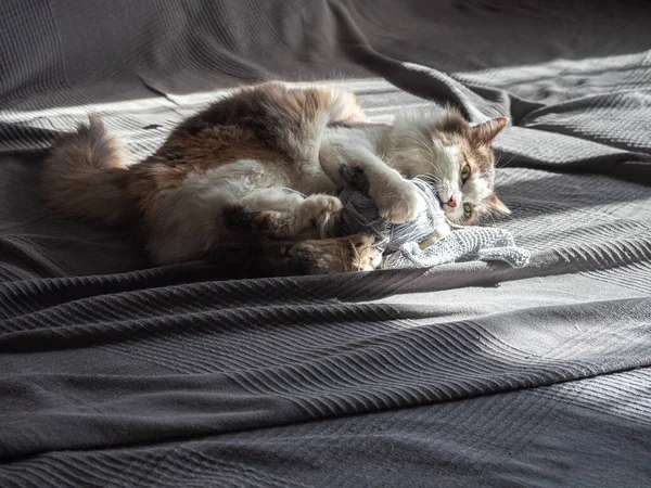 Gato fofo brinca com uma clivada no sofá — Fotografia de Stock