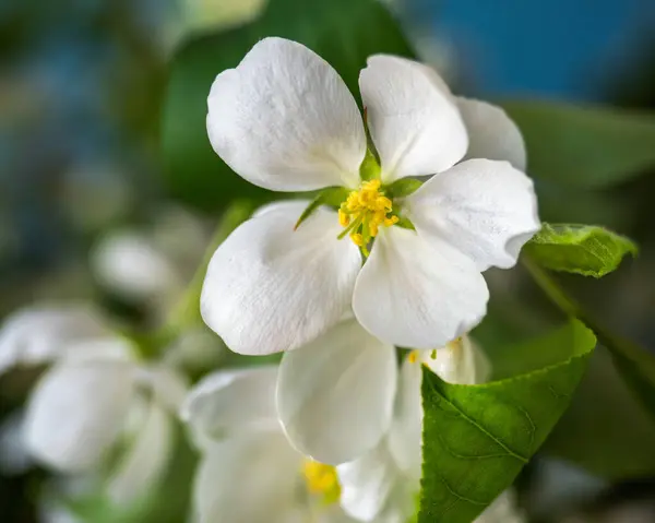 Apfelbaumblüten auf einem Zweig mit Blättern Nahaufnahme — Stockfoto