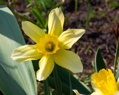 Çiçek tarhında yetişen sarı nergis.
