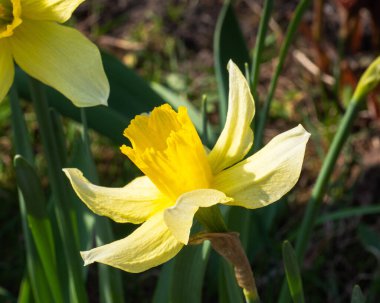Parlak güneşli bir günde çiçek tarhında yetişen sarı nergis çiçeği.