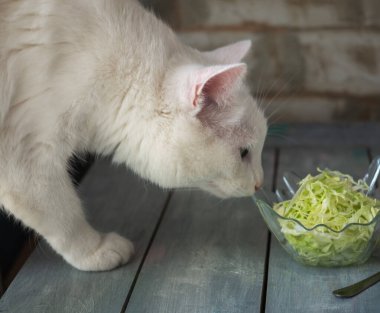 Beyaz kedi ahşap masada duran lahana salatasının tadını aldı.