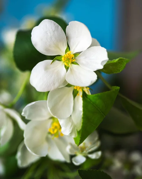 Zweig Eines Blühenden Apfelbaums Weißer Farbe Nahaufnahme — Stockfoto