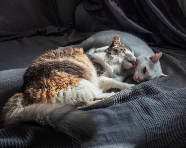 Vida Casa Los Animales Dos Gatos Tumbados Sofá Habitación Gato — Foto de Stock
