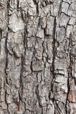 Meşe barka makro, ağaç gövde yakın çekim, doku