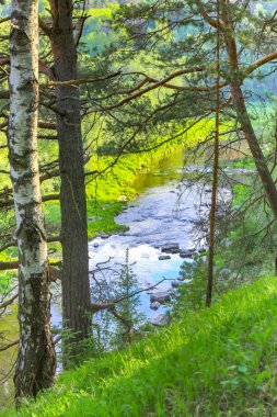 Güzel akışı yaz ormanın içinden akan