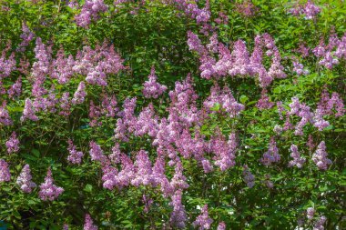 Leylak çiçeği içinde dallarında