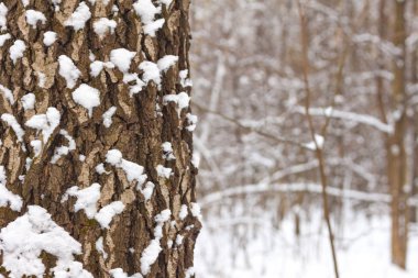 Ağaç kabuğu kar ile yakın çekim, kış orman arka planda bulanık