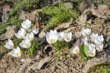 Bahar bahçe beyaz çiğdemler