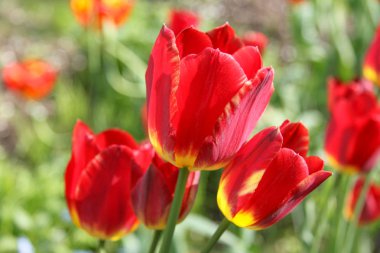 Parlak kırmızı lale bahçesinde