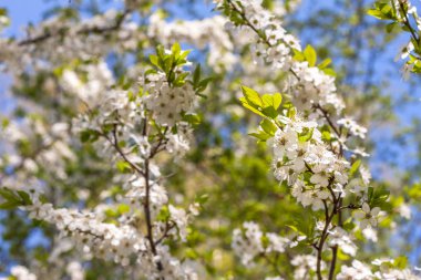 Bahçedeki kiraz çiçek şube