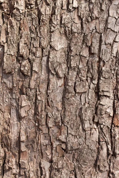 Oak bark macro, tree trunk close-up, texture — Stock Photo, Image