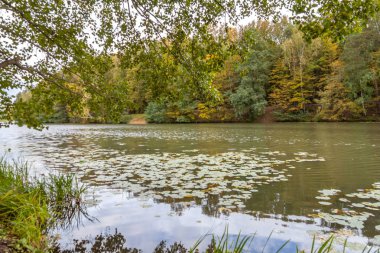 Kuzminki Park, sonbahar manzara, Moskova gölet