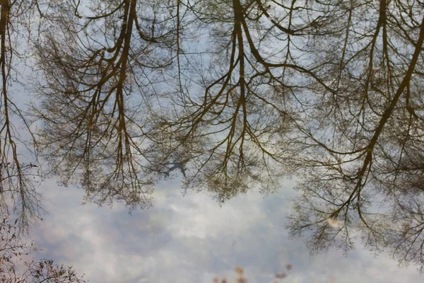 Träd Reflekteras Vattnet Sorgligt Suddigt Höstlandskap — Stockfoto