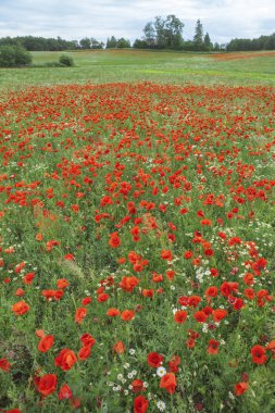 Güzel haşhaş tarlasının kızarıklığı