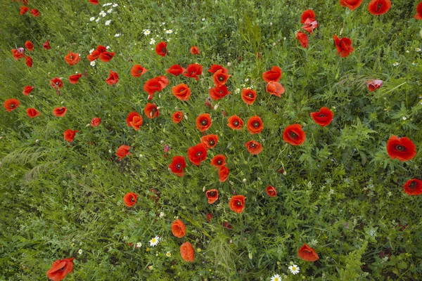 Ojos Rojos Del Campo — Foto de Stock