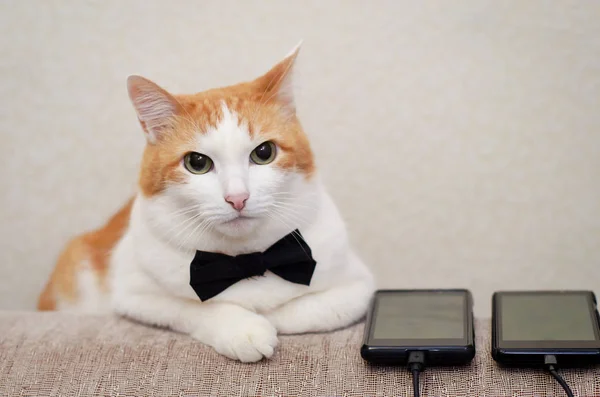 The cat in the bow tie with the phone