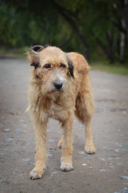 üzgün eski sokak köpeği