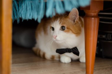 Papyon kedi masanın altına yatıyor