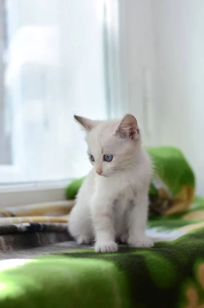 窓辺に小さな白い子猫 — ストック写真