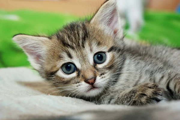 Маленький котенок лежит на кровати — стоковое фото