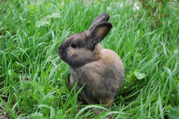 Bruin konijn zittend in het gras — Stockfoto