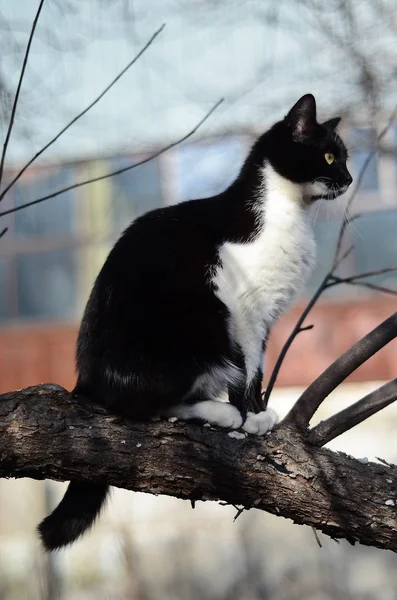 Black and white cat sitting on a tree — Stock Photo, Image